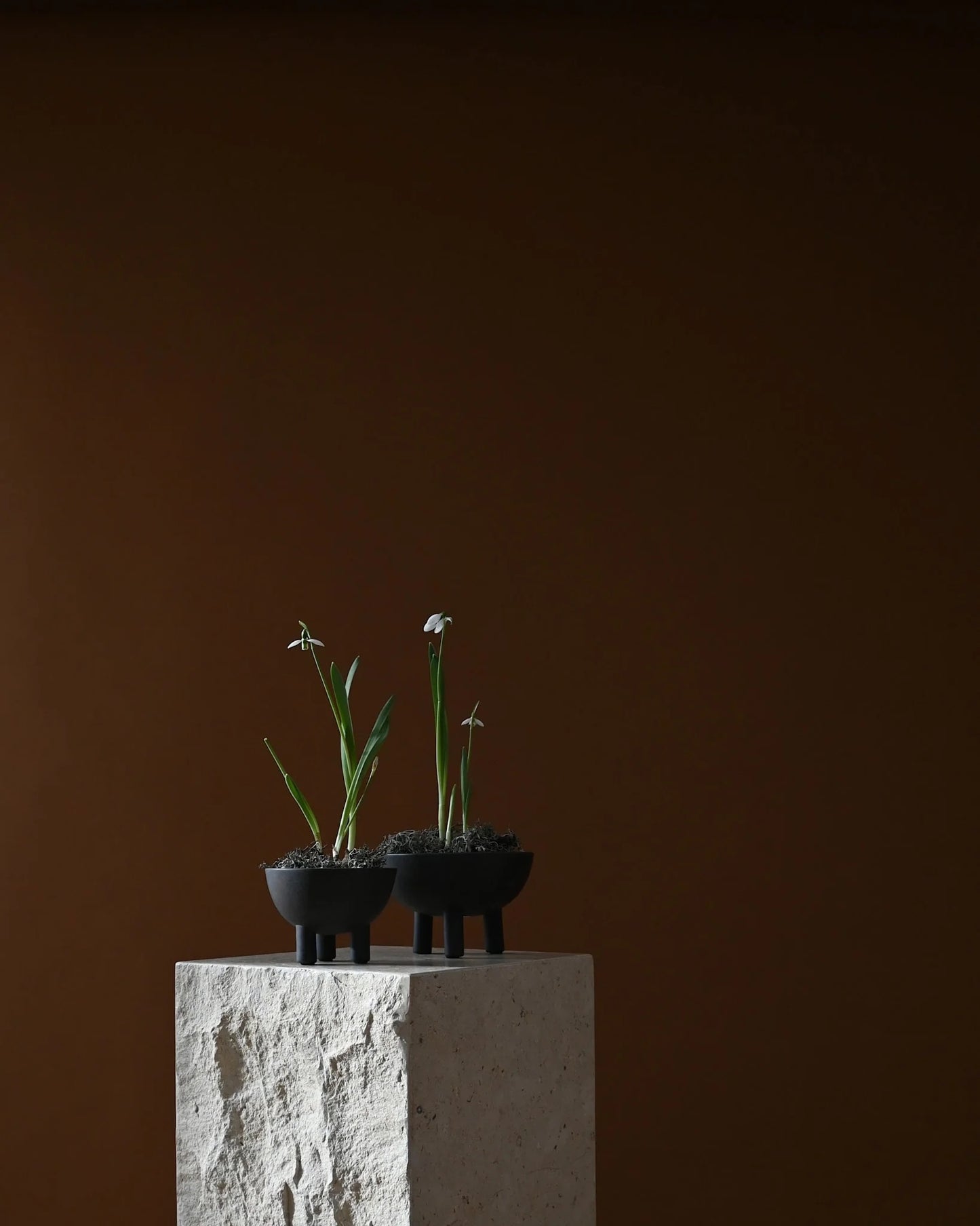 Mini Duck Bowl: Coffee